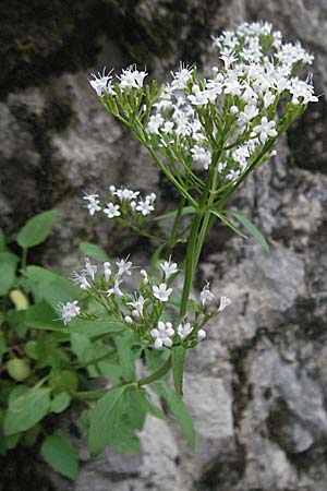 Valeriana tripteris \ Dreiblttriger Baldrian / Three-Leaved Valerian, Kroatien/Croatia Velebit 31.5.2006