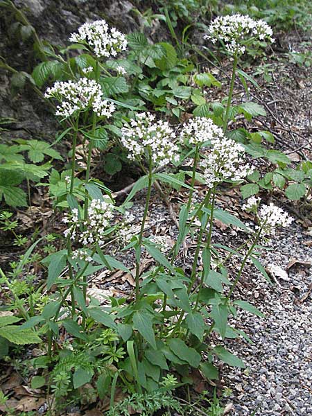 Valeriana tripteris \ Dreiblttriger Baldrian / Three-Leaved Valerian, Kroatien/Croatia Velebit 31.5.2006
