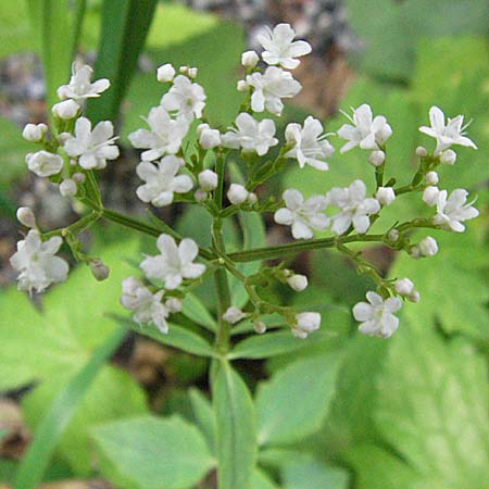 Valeriana tripteris \ Dreiblttriger Baldrian / Three-Leaved Valerian, Kroatien/Croatia Velebit 31.5.2006