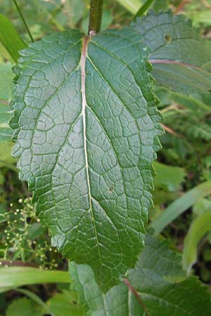 Verbascum chaixii subsp. austriacum \ �sterreicher K�nigskerze / Austrian Mullein, Kroatien/Croatia Velebit 18.8.2016
