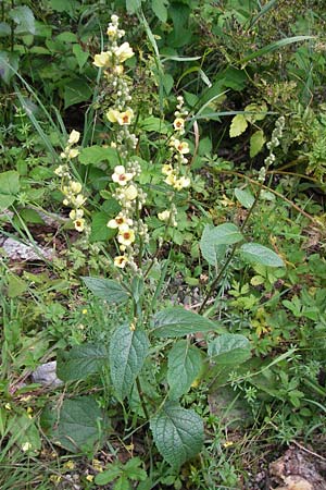 Verbascum chaixii subsp. austriacum \ �sterreicher K�nigskerze / Austrian Mullein, Kroatien/Croatia Velebit 18.8.2016