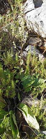 Verbascum chaixii subsp. austriacum \ �sterreicher K�nigskerze / Austrian Mullein, Kroatien/Croatia Velebit 18.8.2016