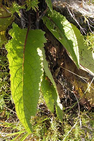 Verbascum chaixii subsp. austriacum \ �sterreicher K�nigskerze / Austrian Mullein, Kroatien/Croatia Velebit 18.8.2016