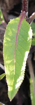 Verbascum chaixii subsp. austriacum \ �sterreicher K�nigskerze / Austrian Mullein, Kroatien/Croatia Velebit 18.8.2016