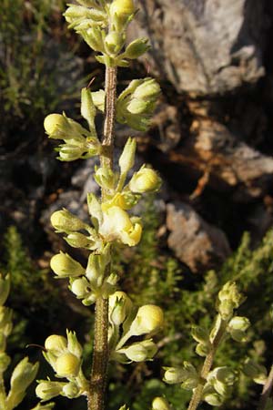 Verbascum chaixii subsp. austriacum \ �sterreicher K�nigskerze / Austrian Mullein, Kroatien/Croatia Velebit 18.8.2016