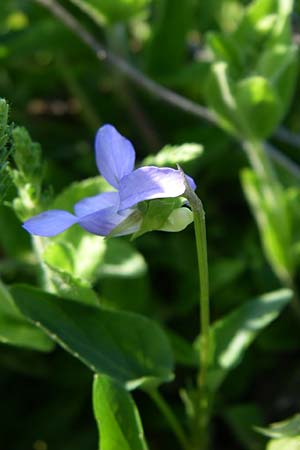 Viola canina \ Hunds-Veilchen / Dog Violet, Kroatien/Croatia Plitvička 31.5.2008