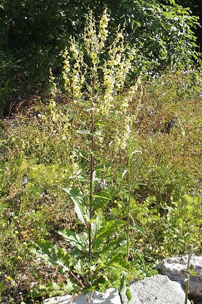 Verbascum chaixii subsp. austriacum \ �sterreicher K�nigskerze / Austrian Mullein, Kroatien/Croatia Učka, Veprinac 28.6.2010