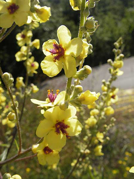 Verbascum chaixii subsp. austriacum \ �sterreicher K�nigskerze / Austrian Mullein, Kroatien/Croatia Učka, Veprinac 28.6.2010