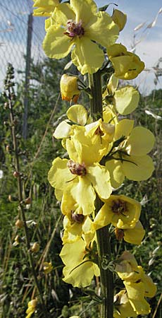 Verbascum chaixii subsp. austriacum \ �sterreicher K�nigskerze / Austrian Mullein, Kroatien/Croatia Istrien/Istria, Poreč 26.5.2006