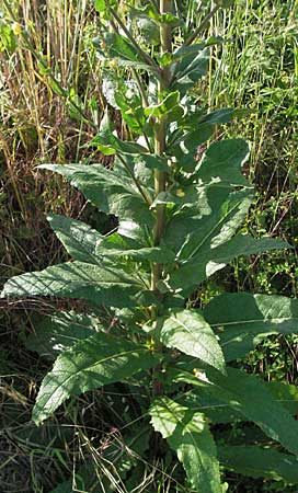 Verbascum chaixii subsp. austriacum \ �sterreicher K�nigskerze / Austrian Mullein, Kroatien/Croatia Istrien/Istria, Poreč 26.5.2006