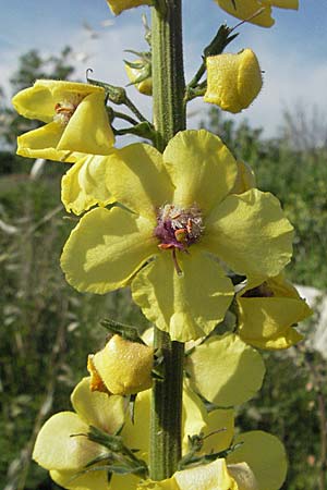 Verbascum chaixii subsp. austriacum \ �sterreicher K�nigskerze / Austrian Mullein, Kroatien/Croatia Istrien/Istria, Poreč 26.5.2006