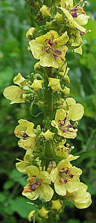 Verbascum nigrum ? \ Dunkle Knigskerze, Schwarze Knigskerze / Dark Mullein, Kroatien/Croatia Plitvička 3.6.2006