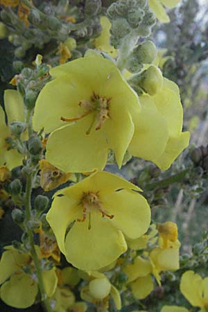 Verbascum phlomoides \ Windblumen-Königskerze / Orange Mullein, Kroatien/Croatia Senj 16.7.2007 Verbascum phlomoides \ Windblumen-Königskerze / Orange Mullein, Kroatien/Croatia Senj 16.7.2007