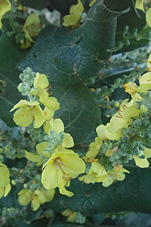Verbascum phlomoides \ Windblumen-Königskerze / Orange Mullein, Kroatien/Croatia Senj 16.7.2007 Verbascum phlomoides \ Windblumen-Königskerze / Orange Mullein, Kroatien/Croatia Senj 16.7.2007