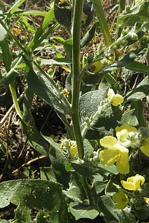 Verbascum phlomoides \ Windblumen-Königskerze / Orange Mullein, Kroatien/Croatia Istrien/Istria, Rabac 15.7.2007 Verbascum phlomoides \ Windblumen-Königskerze / Orange Mullein, Kroatien/Croatia Istrien/Istria, Rabac 15.7.2007