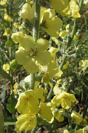 Verbascum phlomoides \ Windblumen-Königskerze / Orange Mullein, Kroatien/Croatia Istrien/Istria, Rabac 15.7.2007 Verbascum phlomoides \ Windblumen-Königskerze / Orange Mullein, Kroatien/Croatia Istrien/Istria, Rabac 15.7.2007