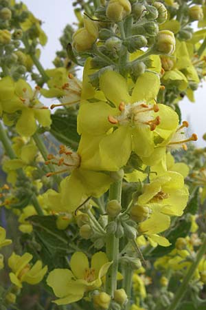 Verbascum pulverulentum ? \ Flockige Knigskerze / Hoary Mullein, Kroatien/Croatia Plitvička 2.6.2008