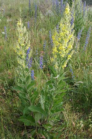 Verbascum pulverulentum ? \ Flockige Knigskerze / Hoary Mullein, Kroatien/Croatia Plitvička 2.6.2008