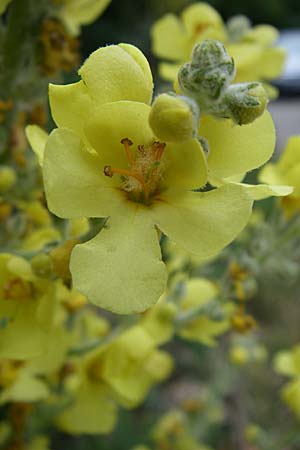 Verbascum thapsus \ Kleinbltige Knigskerze / Great Mullein, Aaron's Rod, Kroatien/Croatia Senj 4.6.2008