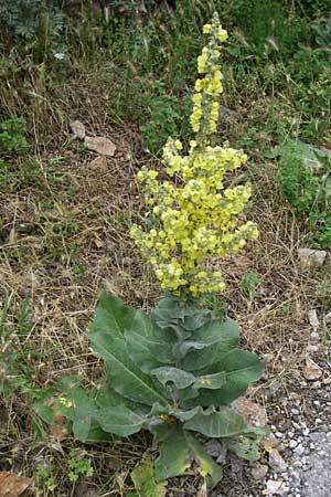 Verbascum thapsus \ Kleinbltige Knigskerze / Great Mullein, Aaron's Rod, Kroatien/Croatia Senj 4.6.2008