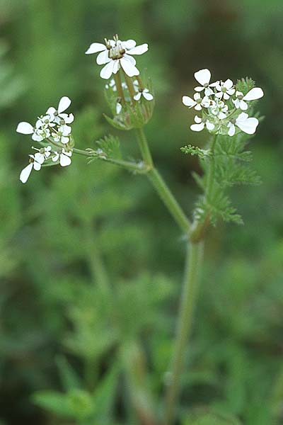 Scandix australis \ S&uuml;dlicher Venuskamm / Southern Shepherd's Needle, Kroatien/Croatia &Scaron;ibenik 2.4.2006