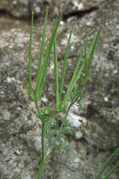Scandix pecten-veneris \ Echter Venuskamm / Shepherd's Needle, Kroatien/Croatia Korčula, Prizba 5.4.2006