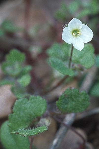 Veronica cymbalaria \ Zymbelkraut-Ehrenpreis / Cymbalaria-Leaved Speedwell, Kroatien/Croatia Pelješac, Pijavicino 4.4.2006