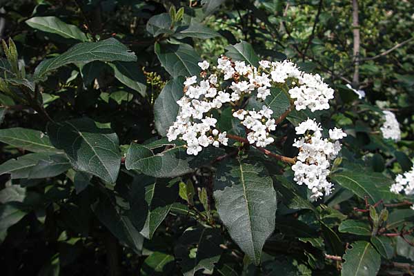 Viburnum tinus \ Lorbeer-Schneeball / Laurustinus, Kroatien/Croatia Pelješac, Ston 4.4.2006
