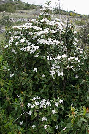 Viburnum tinus \ Lorbeer-Schneeball / Laurustinus, Kroatien/Croatia Korčula, Prizba 5.4.2006