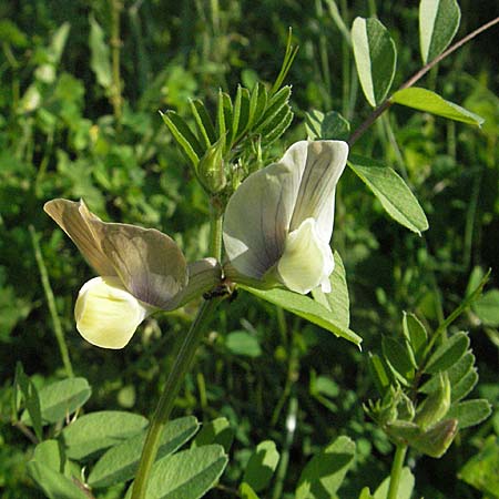 Vicia grandiflora \ Grobltige Wicke / Showy Vetch, Kroatien/Croatia Istrien/Istria, Poreč 26.5.2006