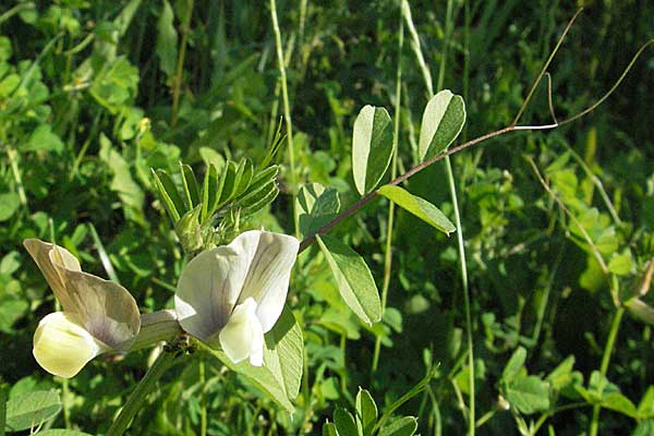 Vicia grandiflora \ Grobltige Wicke / Showy Vetch, Kroatien/Croatia Istrien/Istria, Poreč 26.5.2006
