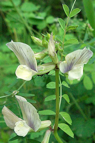 Vicia grandiflora \ Grobltige Wicke / Showy Vetch, Kroatien/Croatia Istrien/Istria, Poreč 26.5.2006
