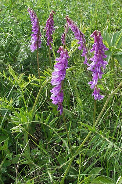 Vicia cracca \ Vogel-Wicke / Tufted Vetch, Kroatien/Croatia Velebit 31.5.2006