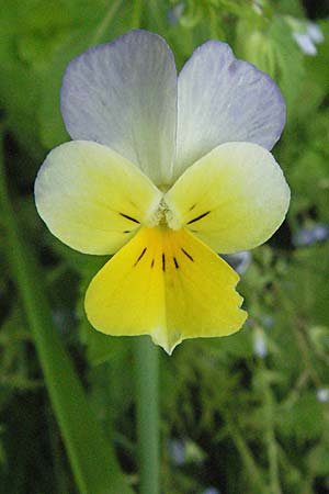 Viola saxatilis \ Gebirgs-Veilchen / Rock Pansy, Kroatien/Croatia Velebit 31.5.2006