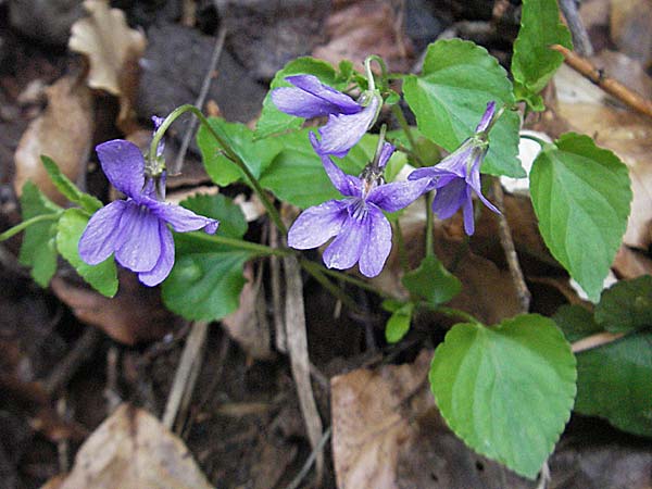 Viola reichenbachiana \ Wald-Veilchen / Early Dog Violet, Kroatien/Croatia Velebit Zavizan 1.6.2006