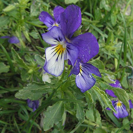Viola tricolor \ Wildes Stiefmtterchen / Heartsease, Wild Pansy, Kroatien/Croatia Velebit Zavizan 1.6.2006