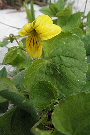 Viola biflora \ Gelbes Veilchen / Alpine Yellow Violet, Kroatien/Croatia Velebit Zavizan 1.6.2006