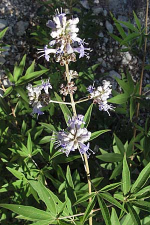 Vitex agnus-castus \ Mnchspfeffer, Keuschbaum / Chaste-Berry Tree, Kroatien/Croatia Istrien/Istria, Rabac 15.7.2007