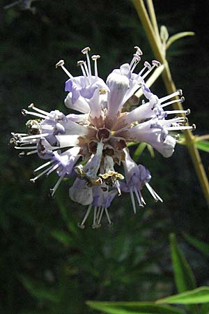 Vitex agnus-castus \ Mnchspfeffer, Keuschbaum / Chaste-Berry Tree, Kroatien/Croatia Istrien/Istria, Rabac 15.7.2007
