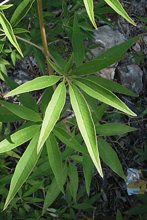 Vitex agnus-castus \ Mnchspfeffer, Keuschbaum / Chaste-Berry Tree, Kroatien/Croatia Istrien/Istria, Rabac 15.7.2007