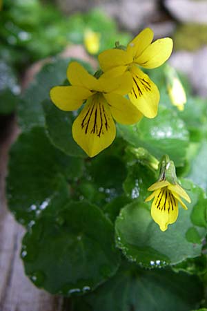 Viola biflora \ Gelbes Veilchen / Alpine Yellow Violet, Kroatien/Croatia Velebit Zavizan 4.6.2008