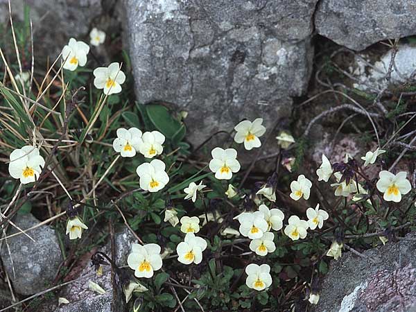 Viola kitaibeliana \ Kleines Stiefmtterchen / Dwarf Pansy, Kroatien/Croatia Šibenik 2.4.2006