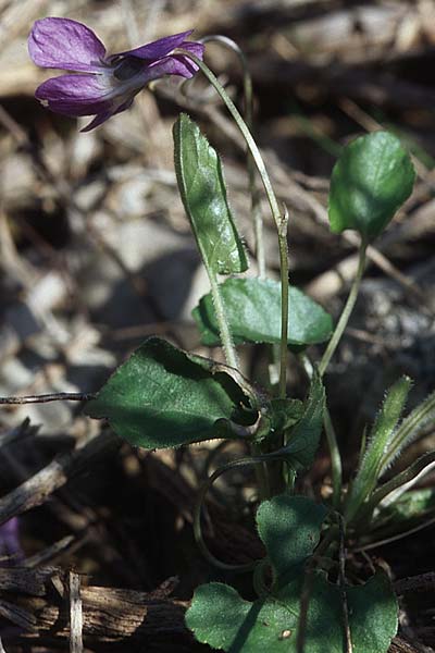 Viola alba subsp. scotophylla \ Lilasporniges Wei-Veilchen / Dark-Leaved White Violet, Kroatien/Croatia Šibenik 2.4.2006
