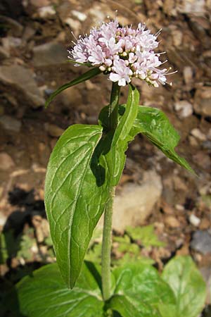 Valeriana montana \ Berg-Baldrian / Mountain Valerian, Kroatien/Croatia Velebit Zavizan 30.6.2010