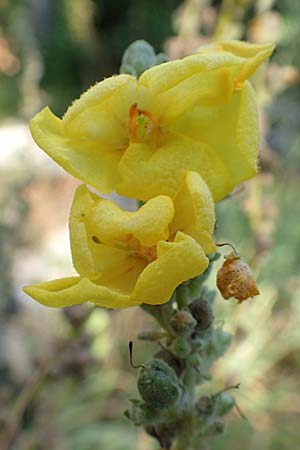 Verbascum speciosum \ Pracht-Knigskerze / Hungarian Mullein, Kroatien/Croatia Rijeka-Trsat 15.8.2016