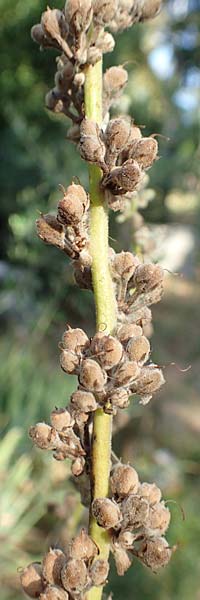 Verbascum speciosum \ Pracht-Knigskerze / Hungarian Mullein, Kroatien/Croatia Rijeka-Trsat 15.8.2016