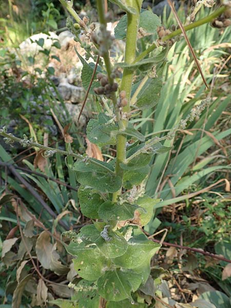 Verbascum speciosum \ Pracht-Knigskerze / Hungarian Mullein, Kroatien/Croatia Rijeka-Trsat 15.8.2016