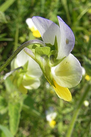 Viola tricolor \ Wildes Stiefmtterchen / Heartsease, Wild Pansy, Kroatien/Croatia Otočac 30.6.2010