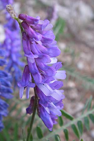 Vicia cracca \ Vogel-Wicke / Tufted Vetch, Kroatien/Croatia Plitvička 31.5.2008