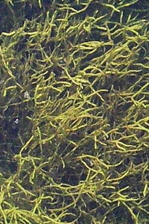 Unknown_plant spec1 ? \ Unbekannte Wasser-Pflanze / Unknown Water Plant, Kroatien/Croatia Donji Budački 20.7.2007